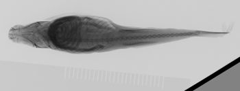 Media type: image; Ichthyology 32958